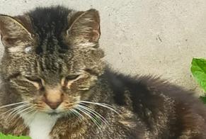 Discovery alert Cat miscegenation Female Guillaucourt France