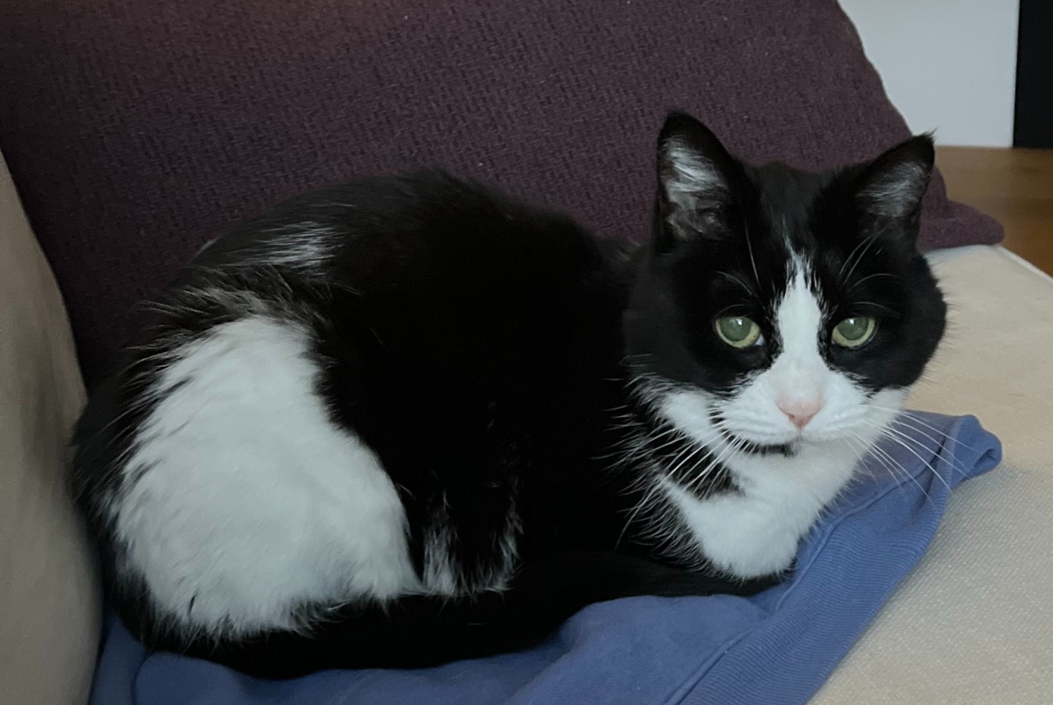 Disappearance alert Cat Female , 18 years Pompaples Switzerland