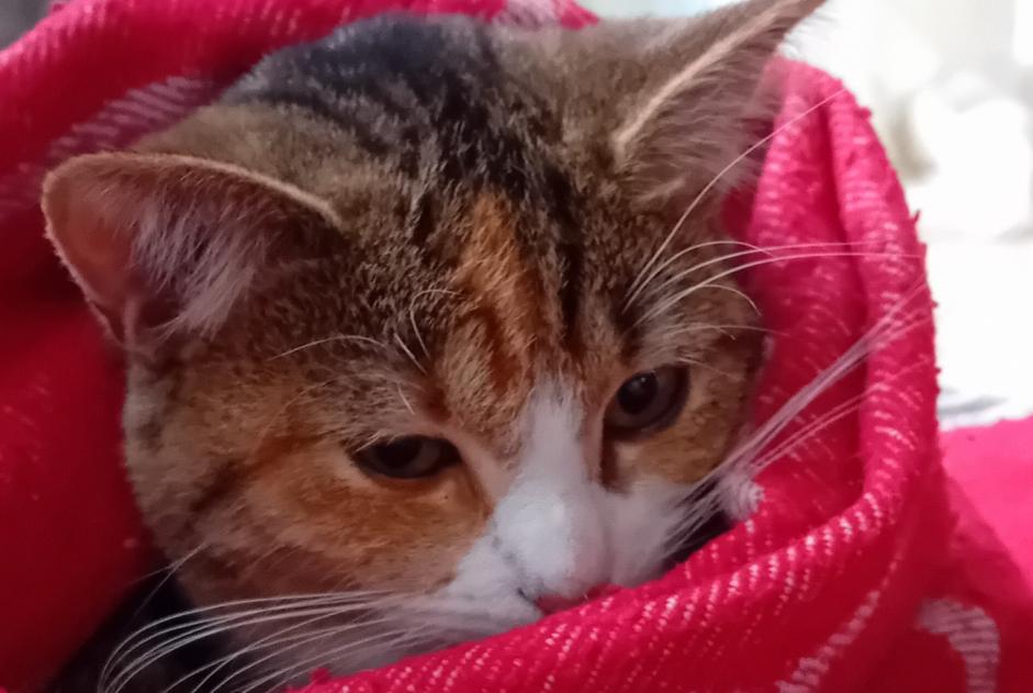 Disappearance alert Cat miscegenation Female , 2 years Verviers Belgium