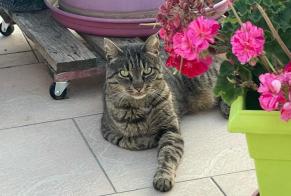 Disappearance alert Cat Female , 7 years Huisseau-sur-Cosson France