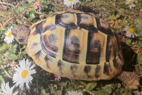 Disappearance alert Tortoise Female , 2024 years Martigny Switzerland