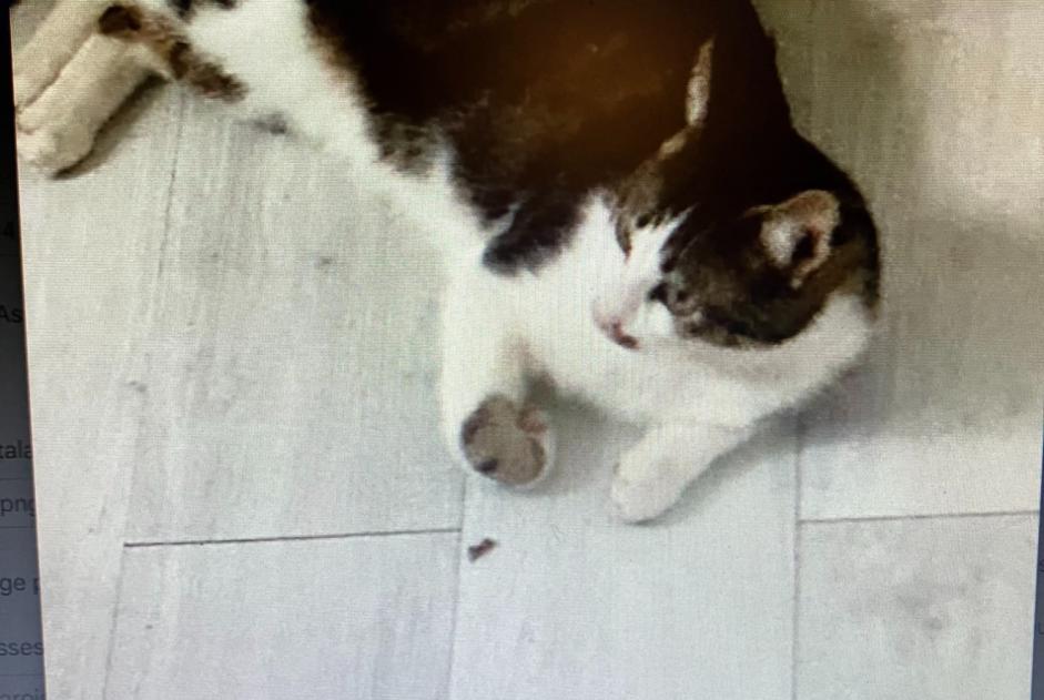 Disappearance alert Cat  Male , 3 years Hyères France