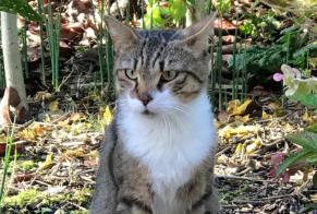 Discovery alert Cat Male Tournon France