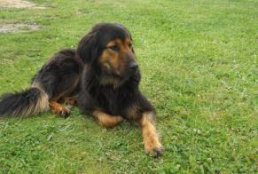 Disappearance alert Dog miscegenation Male , 8 years Saint-Léger-la-Montagne France