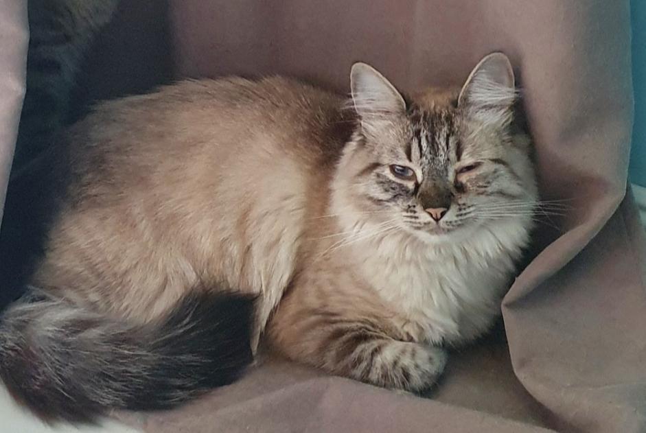 Disappearance alert Cat Female , 5 years Le Pontet France