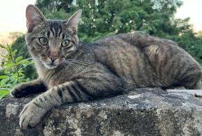 Disappearance alert Cat Male , 1 years St Blaise Switzerland