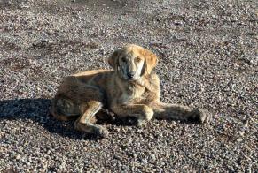 Discovery alert Dog Male Riaño Spain