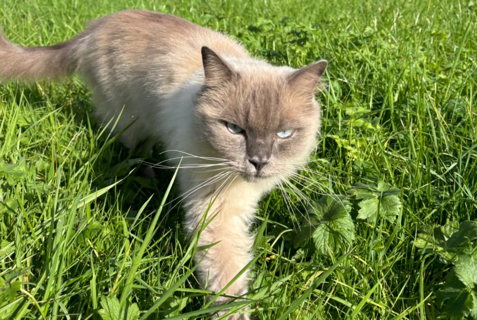 Disappearance alert Cat  Male , 3 years Luxembourg Luxembourg