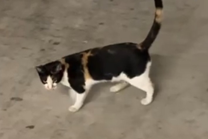 Discovery alert Cat Female Renens Switzerland