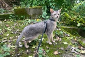 Disappearance alert Cat  Male , 4 years Idar-Oberstein Germany