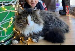 Disappearance alert Cat miscegenation Male , 10 years Coquelles France