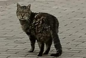 Discovery alert Cat Unknown Courcelles Belgium