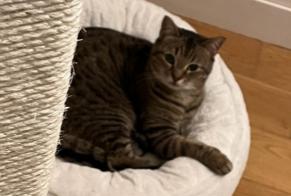 Disappearance alert Cat Female , 9 years Neuilly-sur-Seine France