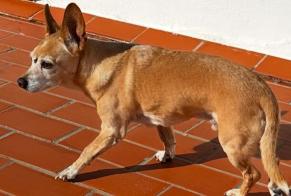 Discovery alert Dog miscegenation Male Can Furnet Spain