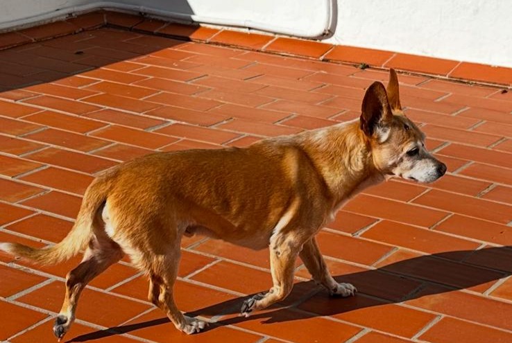 Discovery alert Dog miscegenation Male Can Furnet Spain