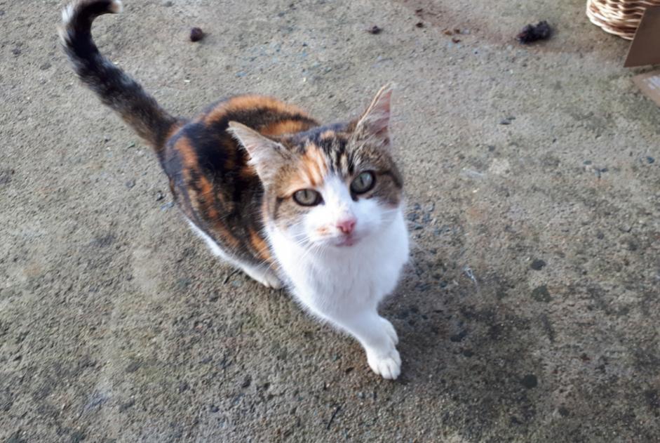 Discovery alert Cat miscegenation Female Melle France