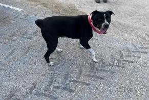 Discovery alert Dog  Female Murla Spain