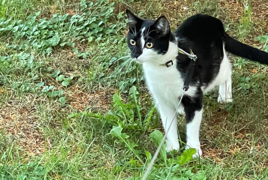 Disappearance alert Cat miscegenation Female , 2 years Loano Italy