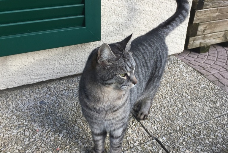 Disappearance alert Cat Male , 16 years Jorat-Mézières Switzerland