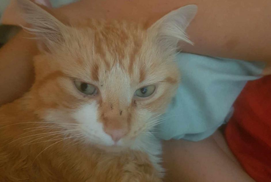 Disappearance alert Cat Male , 2 years Montaigut-sur-Save France