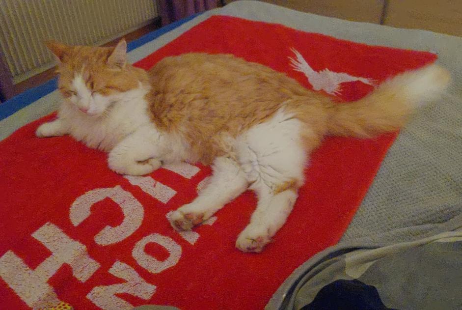 Disappearance alert Cat Male , 8 years Thoune Switzerland