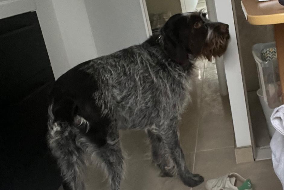 Disappearance alert Dog  Male , 5 years Leulinghen-Bernes France