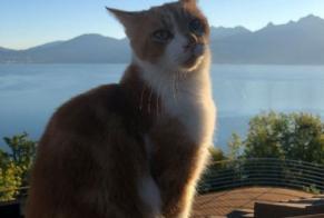 Disappearance alert Cat Male , 8 years Glion Switzerland