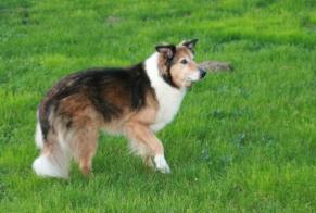 Disappearance alert Dog miscegenation Female , 15 years Colombier France