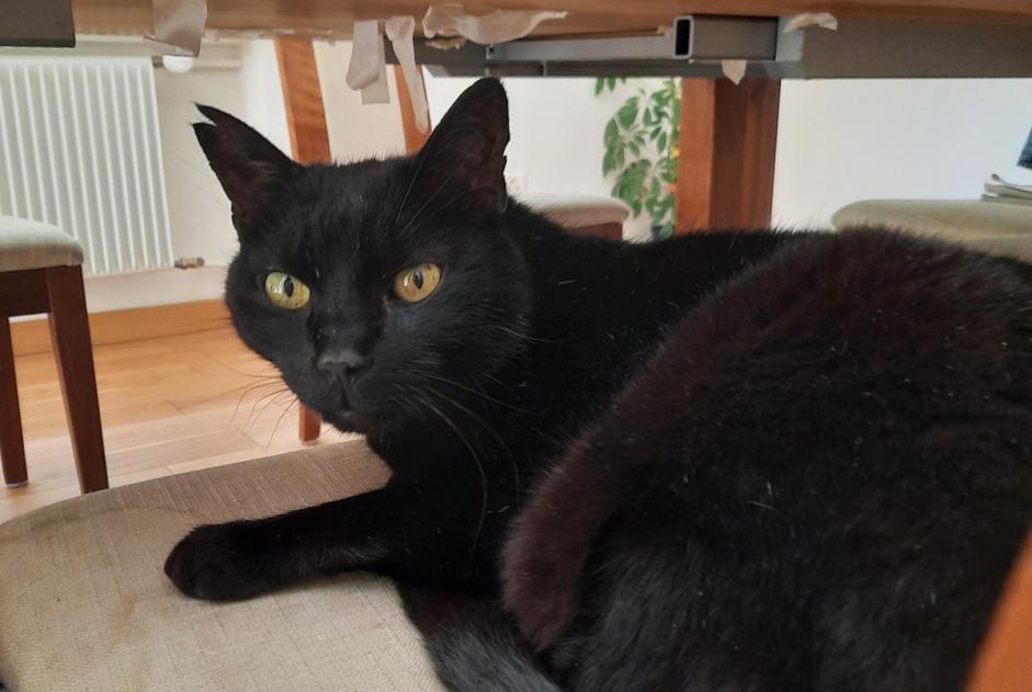 Disappearance alert Cat Male , 14 years Fribourg Switzerland