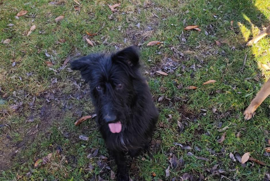 Discovery alert Dog  Male Saint-Denis-des-Murs France