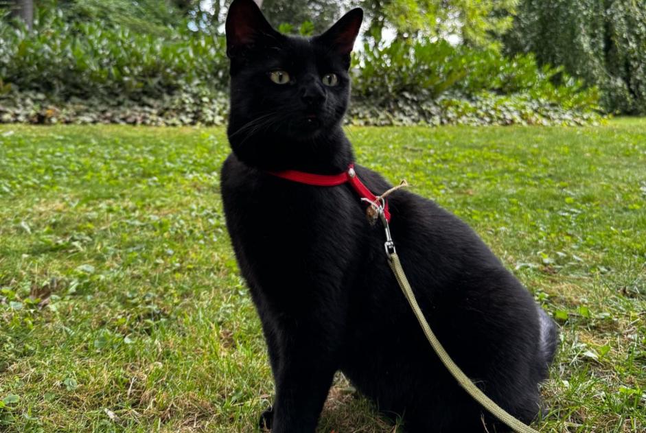 Disappearance alert Cat  Male , 4 years Reims France