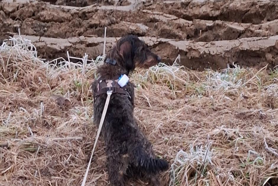 Disappearance alert Dog  Female , 2 years Bolquère France