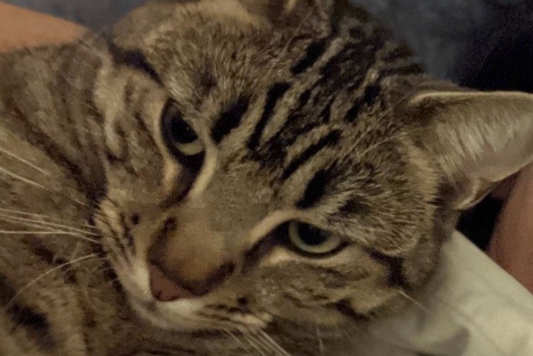 Disappearance alert Cat  Male , 2 years Saint-Jean-de-Blaignac France