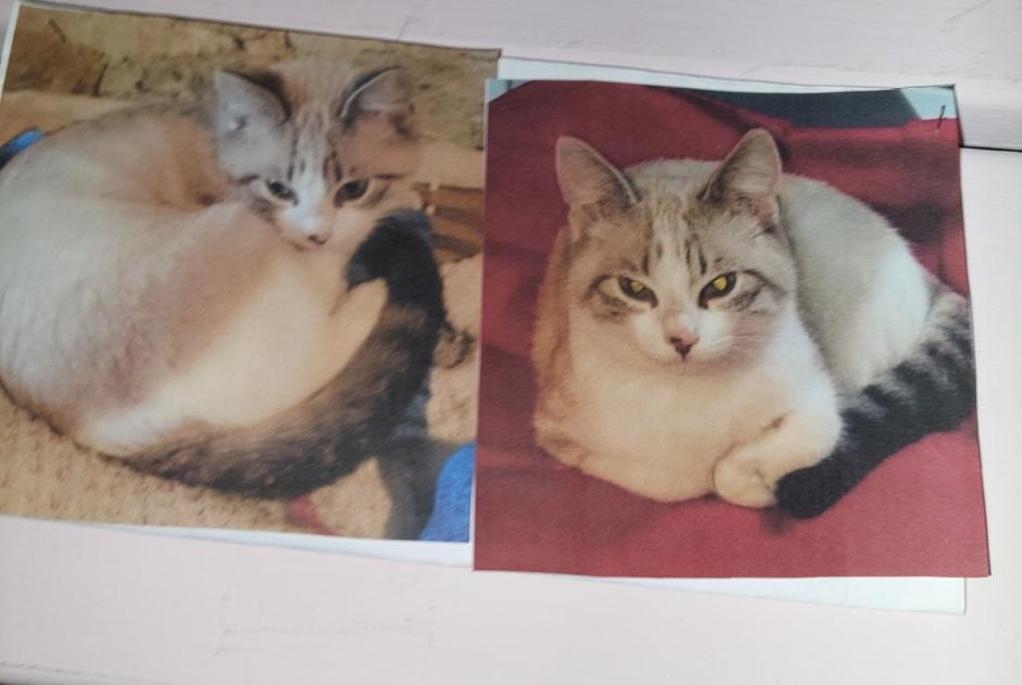 Disappearance alert Cat  Female , 9 years Saint-Gence France