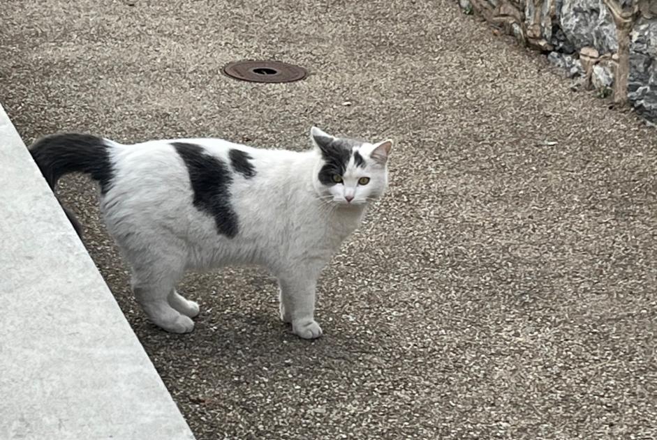 Discovery alert Cat Unknown Sion Switzerland