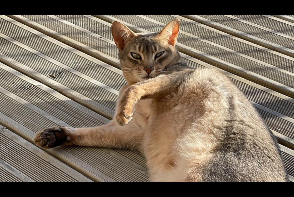 Disappearance alert Cat  Male , 9 years La Fouillade France