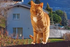 Disappearance alert Cat  Male , 2 years Ollon Switzerland