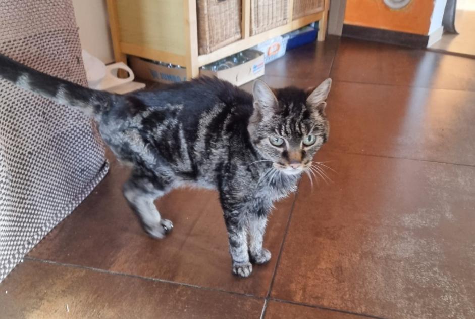 Discovery alert Cat miscegenation Unknown , 10 years Chamoson Switzerland