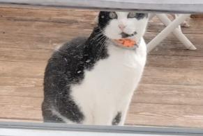 Disappearance alert Cat  Male , 9 years Pérouse France