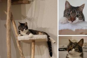 Disappearance alert Cat miscegenation Female , 2 years Begnins Switzerland