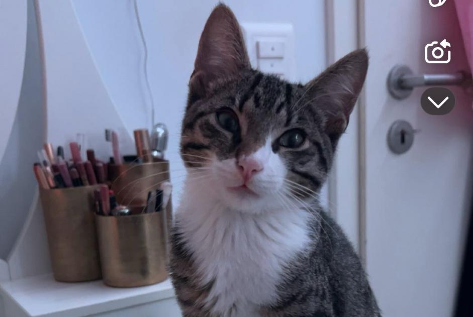 Disappearance alert Cat Male , 1 years Neuchâtel Switzerland