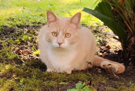 Disappearance alert Cat miscegenation Male , 4 years Montreux Switzerland