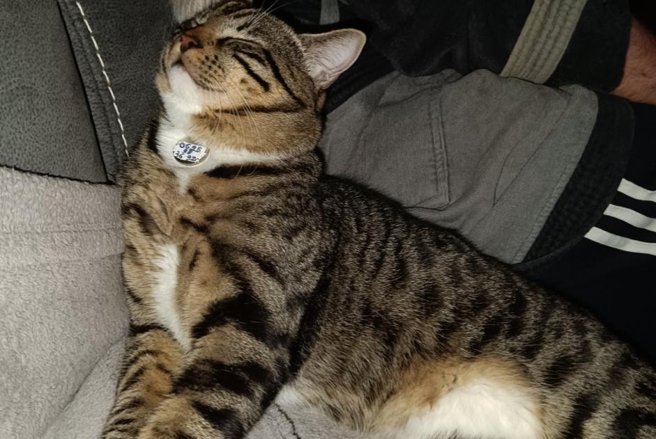 Disappearance alert Cat Male , 1 years Misérieux France