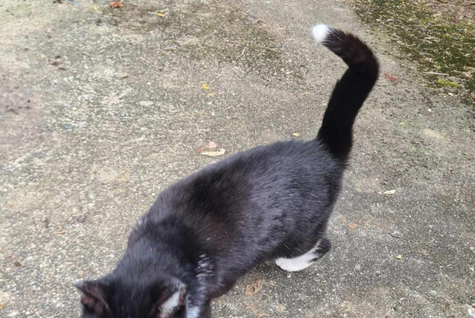 Discovery alert Cat Unknown Croutelle France