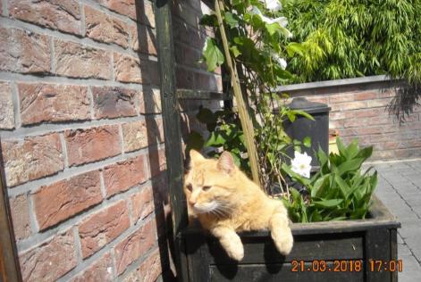 Alerta de Desaparición Gato Macho , 9 años Liège Bélgica