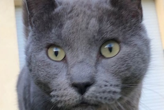 Alerta de Desaparición Gato  Hembra , 11 años L'Escarène Francia