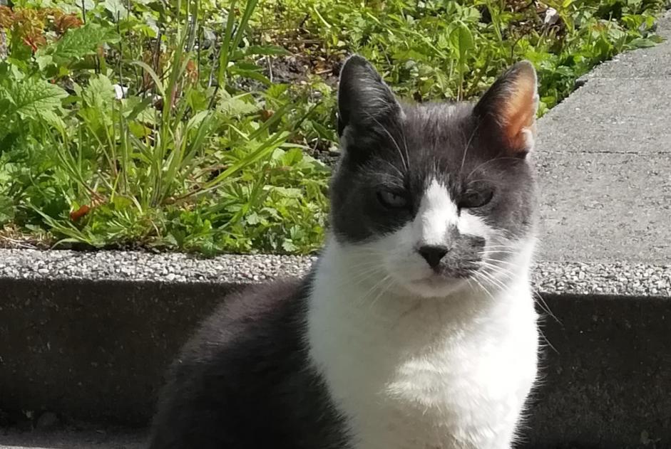 Alerta de Desaparición Gato  Macho , 10 años Liège Bélgica