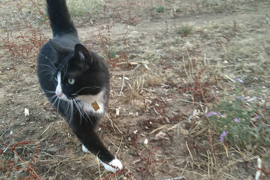 Alerta de Desaparición Gato  Macho , 10 años Valherbasse Francia