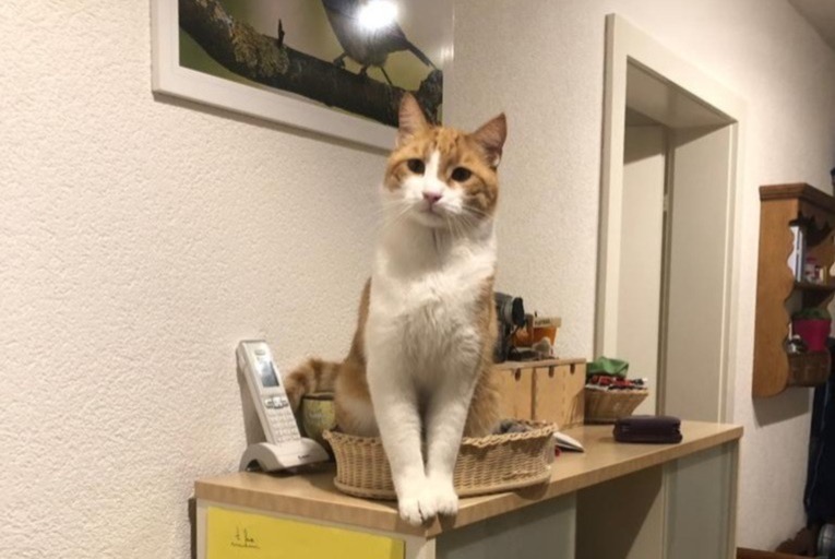 Alerta de Desaparición Gato Macho , 7 años Fribourg Suiza