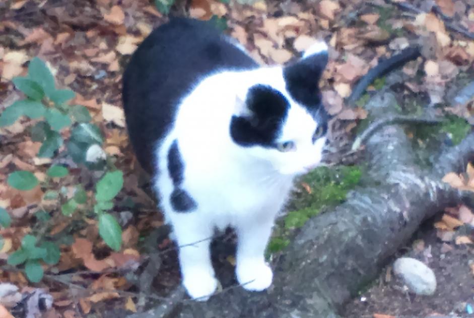 Alerta de Desaparición Gato  Hembra , 11 años Montaut-les-Créneaux Francia